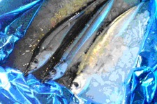 釣ったお魚を実際に食べられます。ケータイアプリ『ココ釣りマスター』、「鮮魚の達人カップ」を開催！  画像