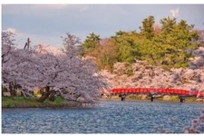 青森県弘前市のふるさと納税に、弘前公園「春陽橋」の古材を活用したスマホスタンドが登場！50台限定で生産 画像