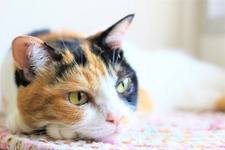 【猫の日特集】現実に疲れたらすべてを投げ出して猫になればいいじゃない！猫になれるゲーム6選 画像