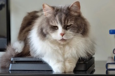 「猫がPS4に乗るのをやめさせたい」―相談に「うちの猫もやってる」と各ユーザーの“猫onデバイス写真”が集まりだす 画像