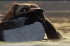 愛犬が飼える！犬とともに狩猟スローライフ『theHunter: Call of the Wild』最新DLC「Labrador Retriever」リリース 画像