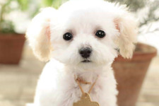 子犬と一緒に暮らすソーシャルペットゲーム『どこでもペット かわいい子犬』  画像