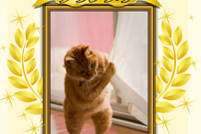 ナムコ、「ねこ写真自慢コンテスト2013」結果発表 ― にゃんとも可愛いねこ写真が集合 画像