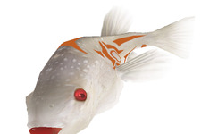 『釣りパラダイス！』2009年の釣りはじめは「フグ」で 画像