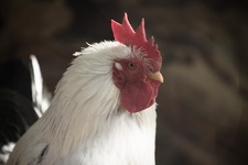 酉年のトリにプレイしてほしいオススメの鳥ゲーム5選【特集】 画像