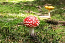 『マリオ2』にハマりすぎて、あやうくベニテングダケを食べるところだった思い出話 画像