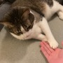 飼い猫でのRTA挑戦で数々の世界記録達成―数カ月に渡り謎カテゴリーを生み出しつづけるスピードランナー