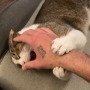 飼い猫でのRTA挑戦で数々の世界記録達成―数カ月に渡り謎カテゴリーを生み出しつづけるスピードランナー