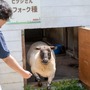 君たちは本当の「牧場の物語」を知っているか！？『牧場物語 Let's！風のグランドバザール』を目一杯楽しむためにリアル牧場に行ってきた