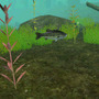 FISH ON