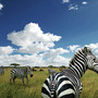 AFRIKA