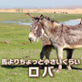 小さくて可愛いロバ