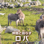 仲間と一緒で可愛いロバ