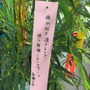 「傷物語」秋葉原で七夕イベント　神谷浩史、坂本真綾、花澤香菜らが願ったこととは？