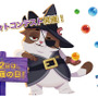 『バブルウィッチ3』が猫の写真募集！SNSフォトコンテスト開催