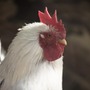 酉年のトリにプレイしてほしいオススメの鳥ゲーム5選【特集】