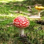 『マリオ2』にハマりすぎて、あやうくベニテングダケを食べるところだった思い出話