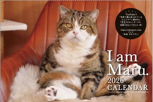 世界を魅了した「すべりこむ猫」まるちゃん 癒やし満載の2026年版カレンダーが登場! 画像