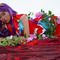 【コスプレ】戦いの中で育まれる百合が尊い！水星の魔女、まどマギ、リコリコ、ウテナの美女コスプレまとめ【写真39枚】