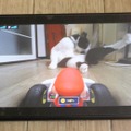 『マリオカート ライブ ホームサーキット』で飼い猫を眺めてみた！ 低視点がこれまでにない新鮮さを生み、猫はいつも通り気まぐれ・・・