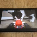 『マリオカート ライブ ホームサーキット』で飼い猫を眺めてみた！ 低視点がこれまでにない新鮮さを生み、猫はいつも通り気まぐれ・・・