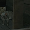 2022年2月22日は「スーパー猫の日」！ツシマの野生ネコから猫耳メイドまで、“猫”関連記事をピックアップ