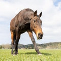 ※画像は認定NPO法人引退馬協会より引用。5月9日に撮影されたナイスネイチャ。