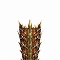 モンスターハンター フロンティア オンライン