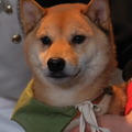 ルー大柴が柴犬のシヴ犬とトゥゲザーしようぜ！？ハプニングだらけで爆笑に包まれた『シドマイヤーズ シヴィライゼーション VII』発売記念イベントレポ