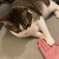 飼い猫でのRTA挑戦で数々の世界記録達成―数カ月に渡り謎カテゴリーを生み出しつづけるスピードランナー
