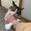 飼い猫でのRTA挑戦で数々の世界記録達成―数カ月に渡り謎カテゴリーを生み出しつづけるスピードランナー