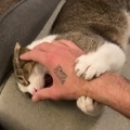 飼い猫でのRTA挑戦で数々の世界記録達成―数カ月に渡り謎カテゴリーを生み出しつづけるスピードランナー