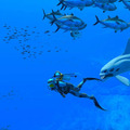 【特集】夏だ！海に行こうぜ……ゲームでな！釣りRPGに海中探索、清掃業まで個性的な良作タイトル5選