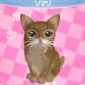 かわいい子猫３Ｄ
