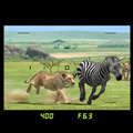AFRIKA