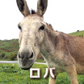 「ロバです」