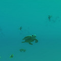 微生物から銀河系まで何でもなれる『Everything』近日登場―カオスすぎるプレイ映像…