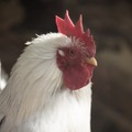酉年のトリにプレイしてほしいオススメの鳥ゲーム5選【特集】
