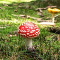 『マリオ2』にハマりすぎて、あやうくベニテングダケを食べるところだった思い出話
