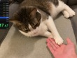 飼い猫でのRTA挑戦で数々の世界記録達成―数カ月に渡り謎カテゴリーを生み出しつづけるスピードランナー 画像