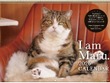 世界を魅了した「すべりこむ猫」まるちゃん　癒やし満載の2026年版カレンダーが登場！ 画像