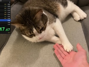 飼い猫でのRTA挑戦で数々の世界記録達成―数カ月に渡り謎カテゴリーを生み出しつづけるスピードランナー 画像
