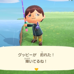 日本にもいる！？『あつまれ どうぶつの森』で釣れるグッピーってどんな魚？【平坂寛の『あつ森』博物誌】