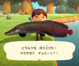 デカすぎてギョエーッ！『あつまれ どうぶつの森』で釣れる「ピラルク」ってどんな魚？【平坂寛の『あつ森』博物誌】