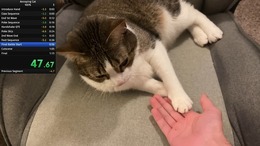 飼い猫でのRTA挑戦で数々の世界記録達成―数カ月に渡り謎カテゴリーを生み出しつづけるスピードランナー
