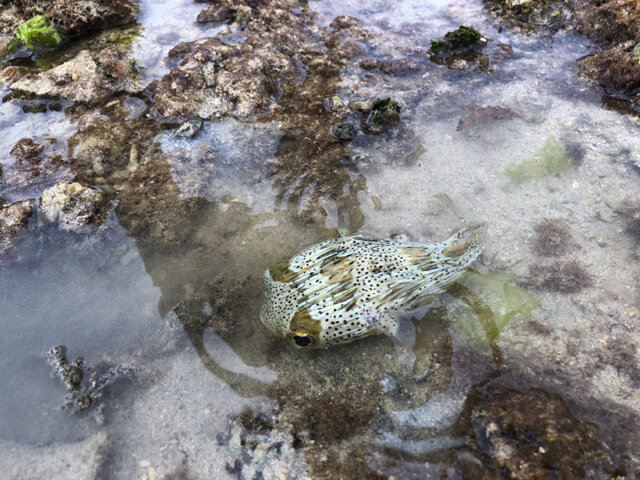 実は“針三百本”！？『あつまれ どうぶつの森』で釣れるハリセンボンってどんな魚？【平坂寛の『あつ森』博物誌】