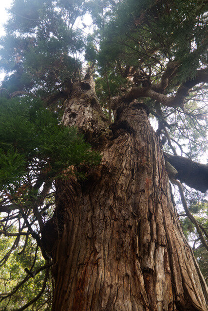 【Travel of Tsushima】聖地巡礼したい境井仁向けリアル対馬旅行ガイド 第二回―リアル対馬でもっとも『Ghost of Tsushima』なのはどこ？5段階評価で「ぽさ」を評価