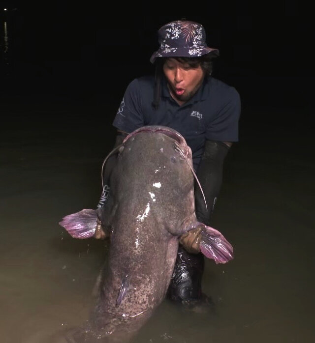 全身センサーだらけ！『あつまれ どうぶつの森』で釣れる「ナマズ」ってこんな魚【平坂寛の『あつ森』博物誌】