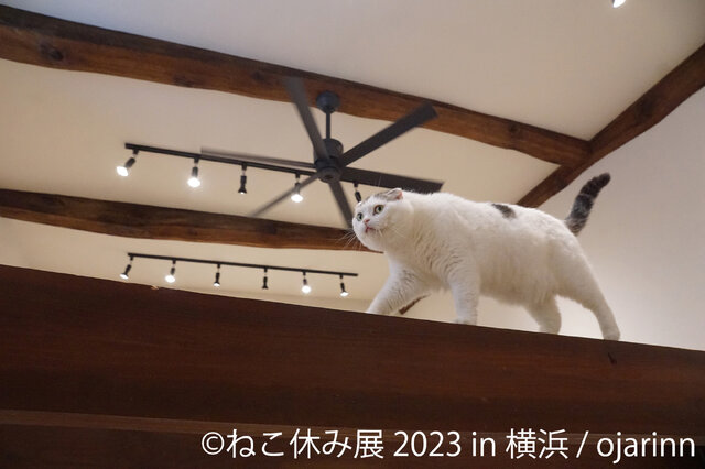 「ねこ休み展 2023 in 横浜」2月10日～11日、開催！可愛さたっぷりの写真展や、本イベントでしか買えないグッズも
