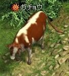 フラゴリア(FRAGORIA)